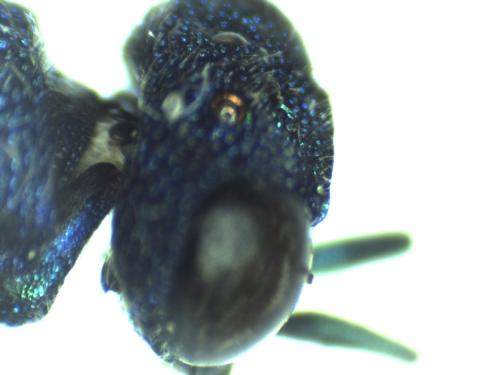 Réf. 296 597 : Chrysis inaequalis